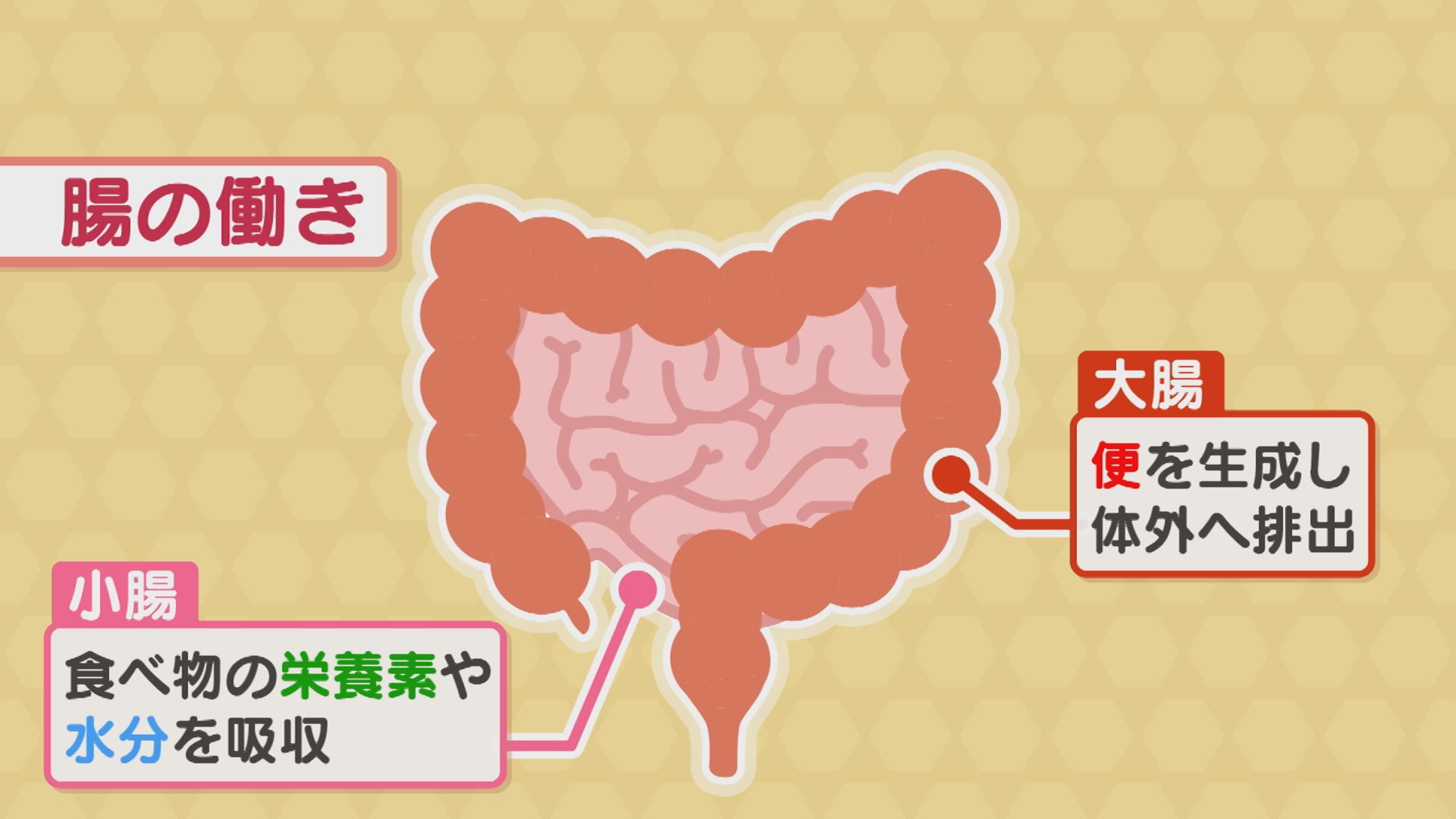 腸のお話 ＊腸のお仕事＊ | ミチワクリニック｜東京都 中央区八丁堀から徒歩3分の心療内科